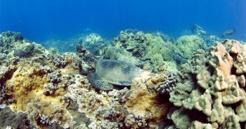 Pride of Maui – Snorkeling, Scuba & Snuba Options Olawalu-Reef-Turtle Photo by Animal Tracks on Flickr