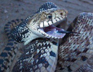 Male-Bullsnake