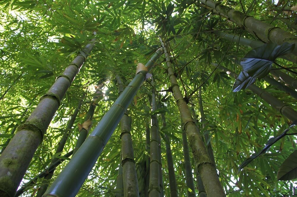 Bamboo Forest on Maui